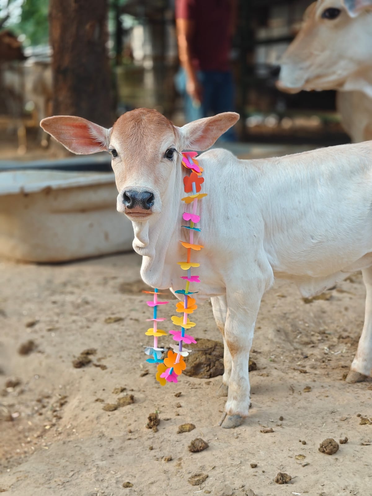 Krishna's Gokul (4 Sep) at The Barnyard | Sainik Farm New Delhi