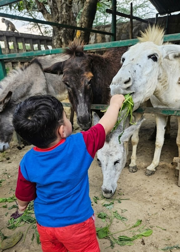 A young child feeds a group of donkeys at a farm.