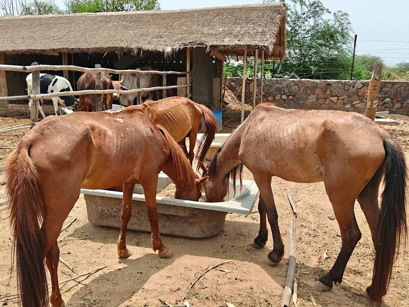 Janmashtami Celebration at Tuk Tuk Gilhari Animal Petting Farm (10 August) | Kadarpur Gurgaon