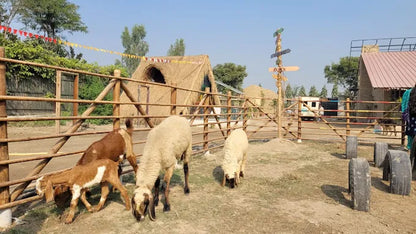 Tuk Tuk Gilhari Animal Petting Farm | Green Beauty Farms Noida