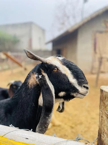 Tuk Tuk Gilhari Animal Petting Farm | Green Beauty Farms Noida