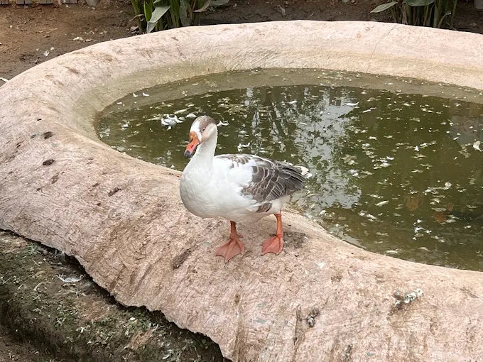 Tuk Tuk Gilhari Animal Petting Farm | Green Beauty Farms Noida