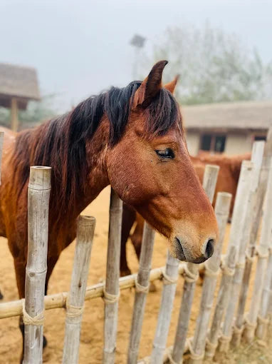 Tuk Tuk Gilhari Animal Petting Farm | Green Beauty Farms Noida