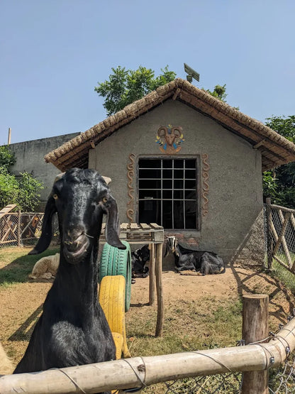 Tuk Tuk Gilhari Animal Petting Farm | Kadarpur Gurgaon