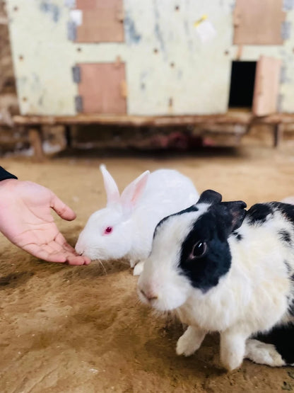 Tuk Tuk Gilhari Animal Petting Farm | Kadarpur Gurgaon