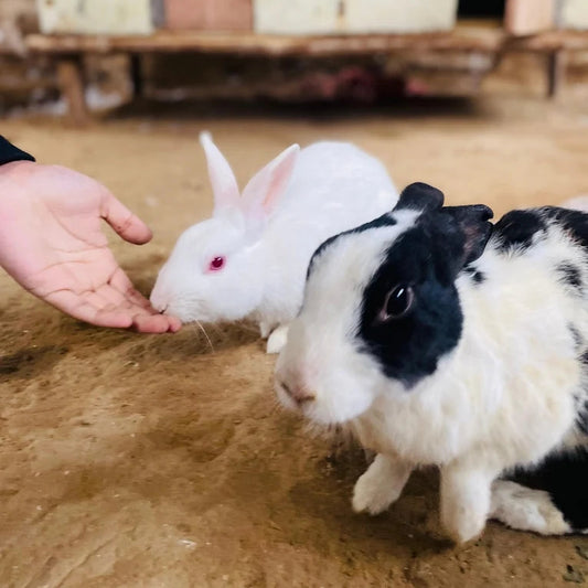 Two rabbits interacting with a person's hand on a sandy floor.