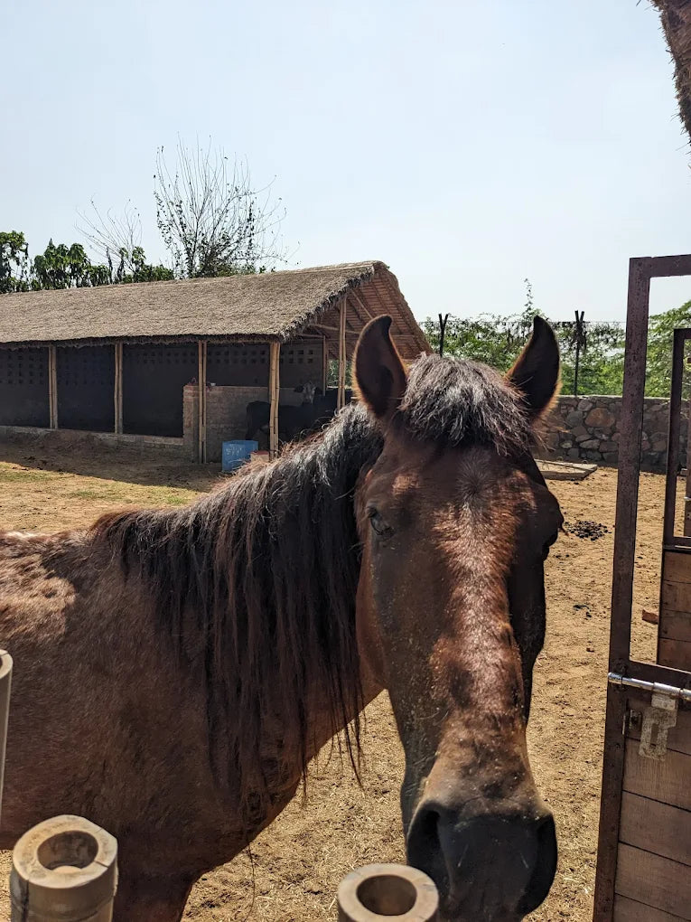 Tuk Tuk Gilhari Animal Petting Farm | Kadarpur Gurgaon