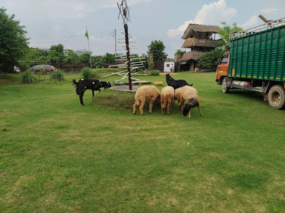 Tuk Tuk Gilhari Animal Petting Farm | Kadarpur Gurgaon