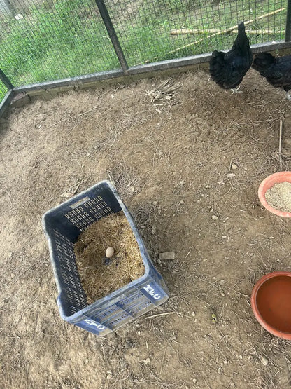 WildOoks Animal Petting Farm | Sector 134 Noida