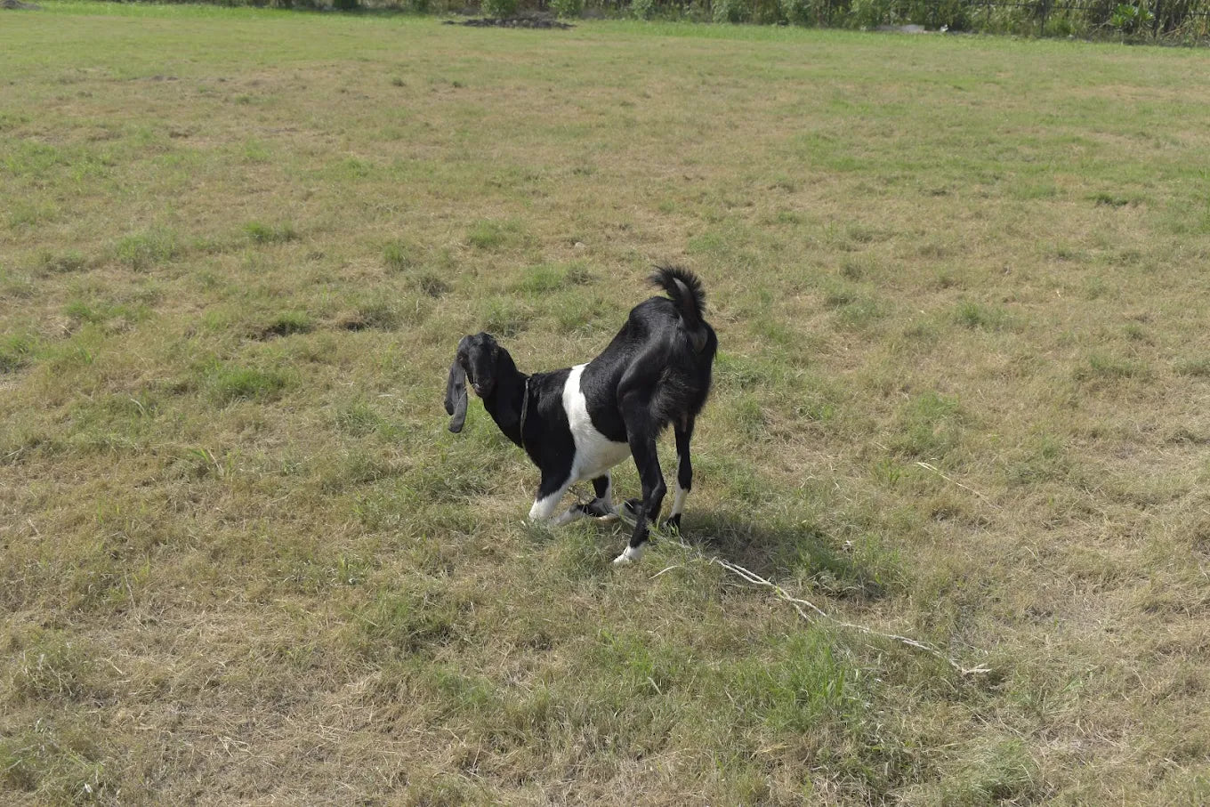 WildOoks Animal Petting Farm | Sector 134 Noida