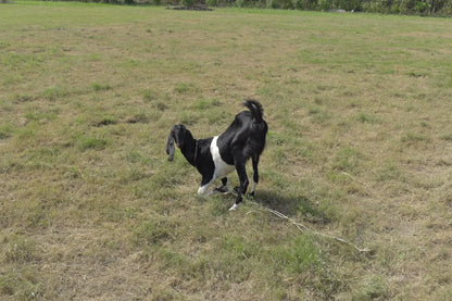 WildOoks Animal Petting Farm | Sector 134 Noida