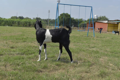WildOoks Animal Petting Farm | Sector 134 Noida