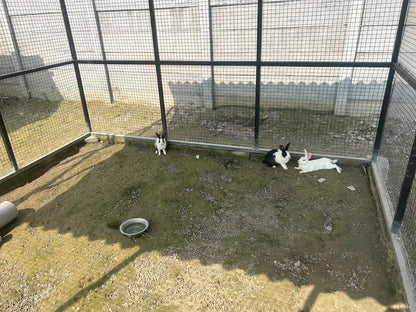 WildOoks Animal Petting Farm | Sector 134 Noida