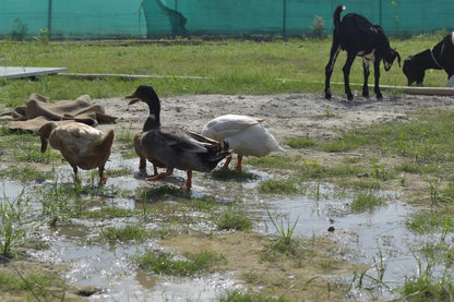 WildOoks Animal Petting Farm | Sector 134 Noida