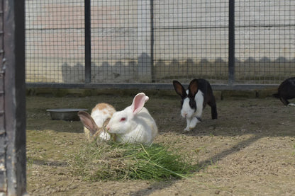 WildOoks Animal Petting Farm | Sector 134 Noida