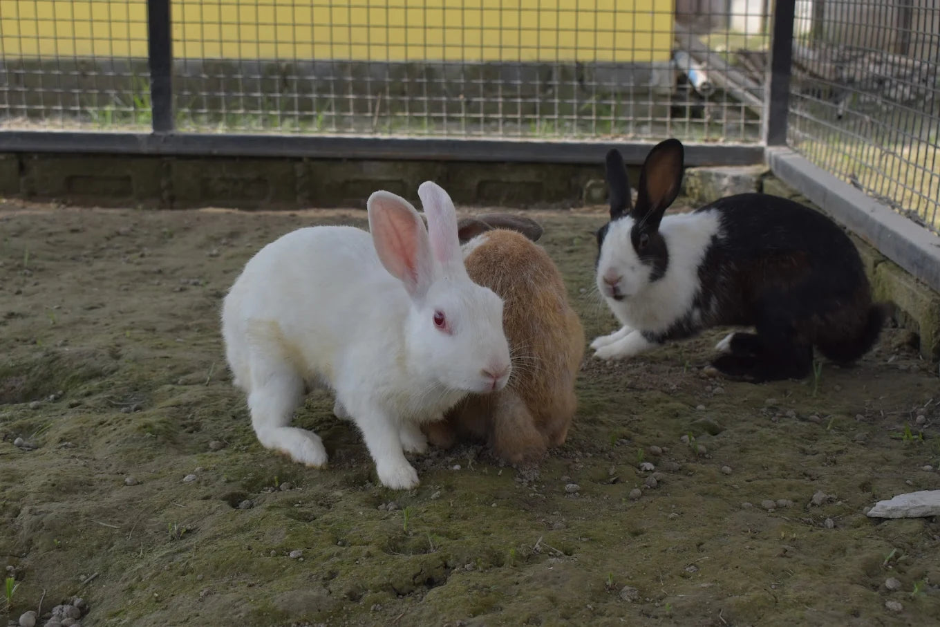 WildOoks Animal Petting Farm | Sector 134 Noida