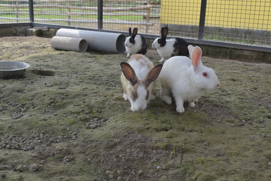 WildOoks Animal Petting Farm | Sector 134 Noida