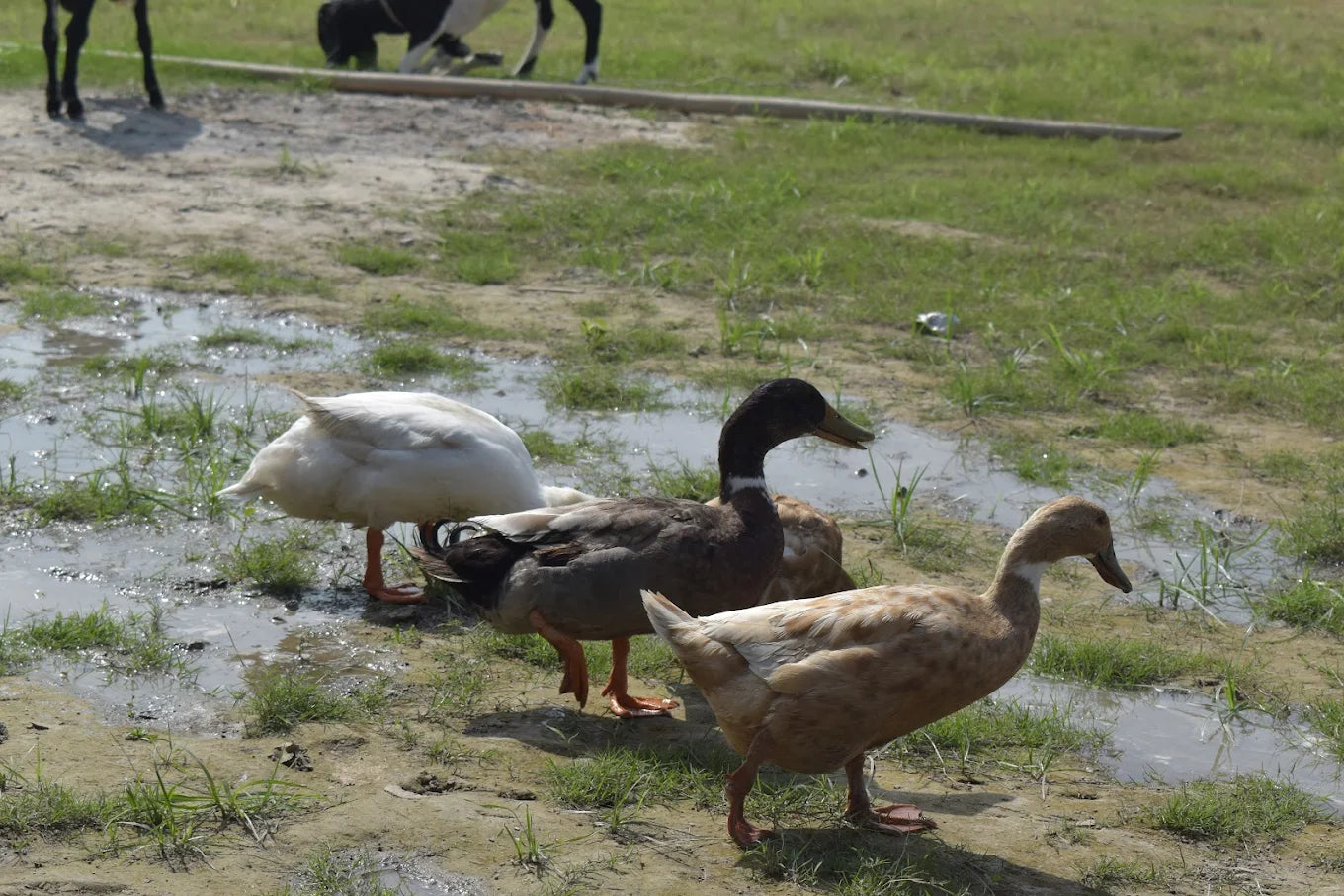WildOoks Animal Petting Farm | Sector 134 Noida