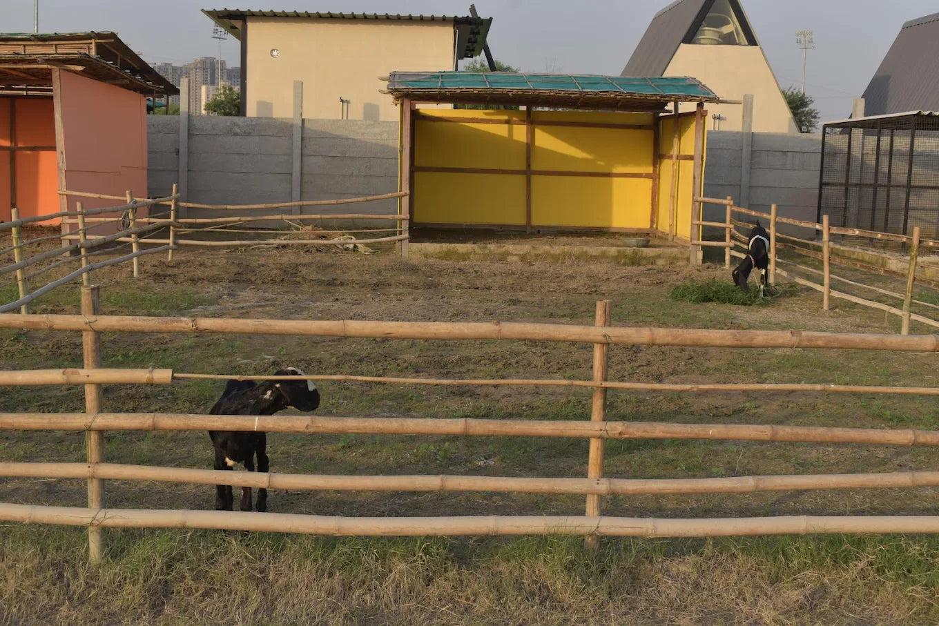 WildOoks Animal Petting Farm | Sector 134 Noida