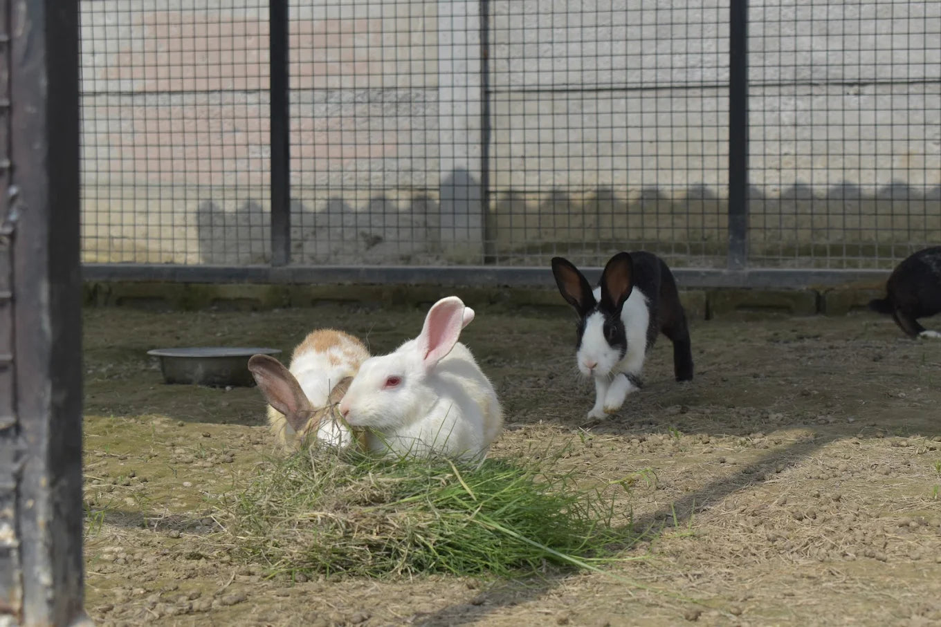 WildOoks Animal Petting Farm | Sector 134 Noida