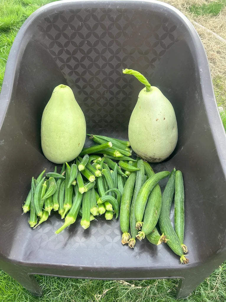 WildOoks Animal Petting Farm | Sector 134 Noida