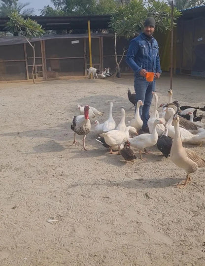 Zootopia - The Funyard Animal Petting Farm | Sector 58 Gurgaon