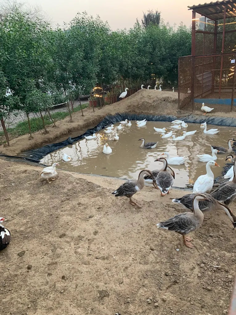 Zootopia - The Funyard Animal Petting Farm | Sector 58 Gurgaon