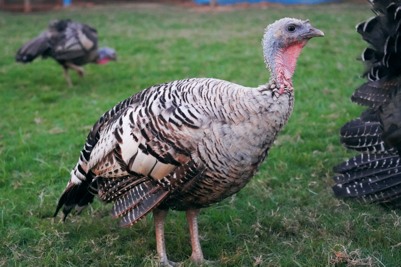 Zootopia - The Funyard Animal Petting Farm | Sector 58 Gurgaon