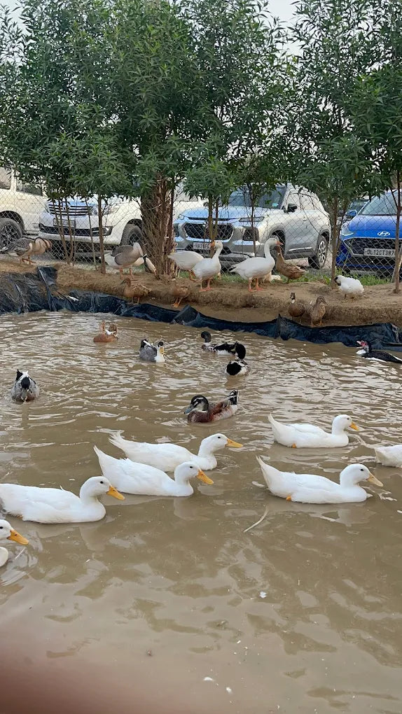 Zootopia - The Funyard Animal Petting Farm | Sector 58 Gurgaon