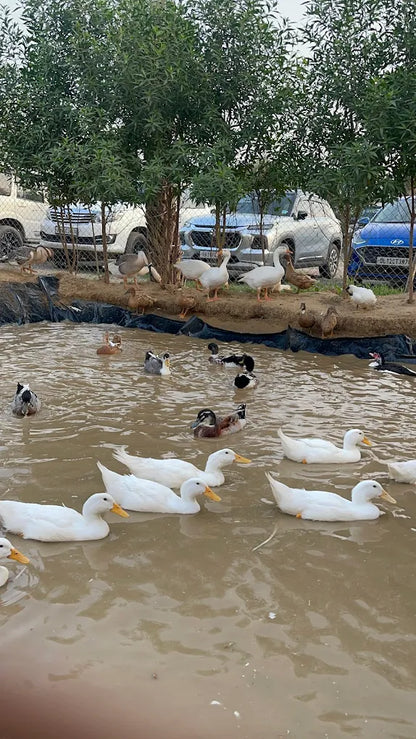 Zootopia - The Funyard Animal Petting Farm | Sector 58 Gurgaon