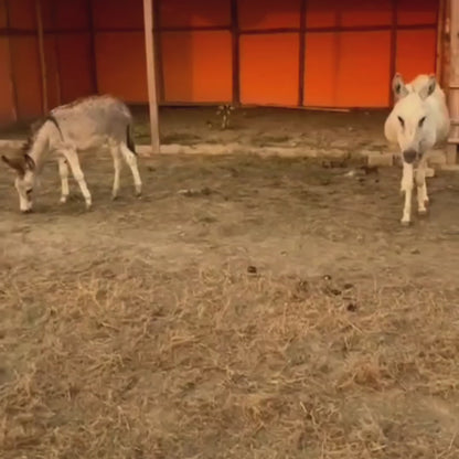WildOoks Animal Petting Farm | Sector 134 Noida
