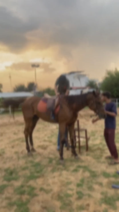 Passion Horse Riding | Near Bani Mandir Behrampur Gurgaon