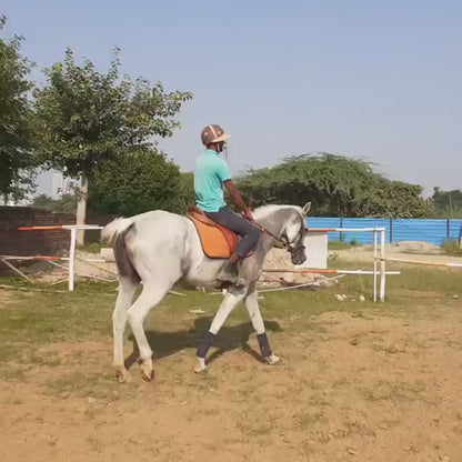 Duke Horse Riding Club | Sector 58 Gurgaon