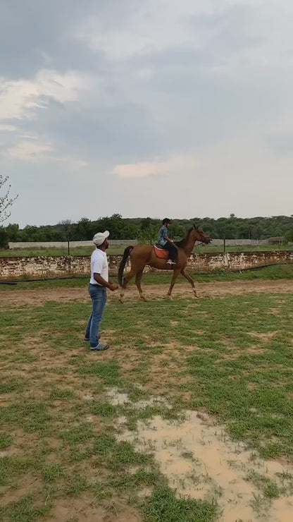 Passion Horse Riding | Near Bani Mandir Behrampur Gurgaon