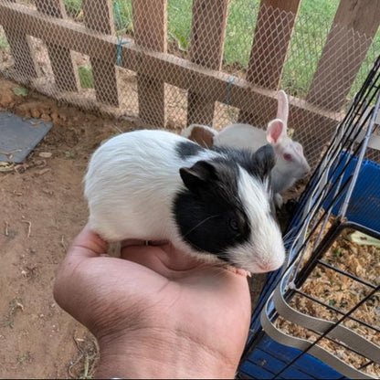 Person holding a small black and white guinea pig in front of a wire cage.
