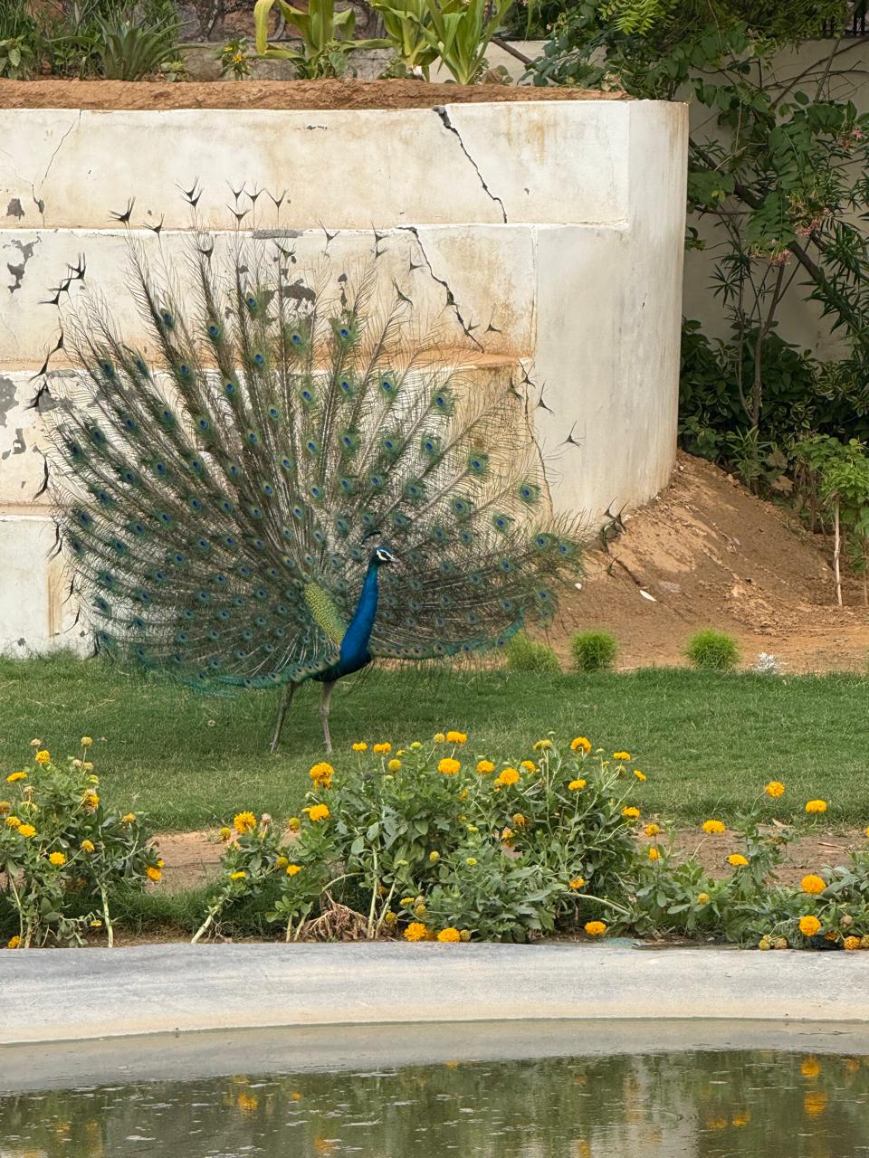 Halloween at Serengeti Petting Zoo (1-Nov) | Sector 67 Gurgaon