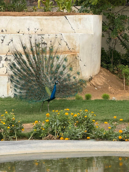 Halloween at Serengeti Petting Zoo (1-Nov) | Sector 67 Gurgaon