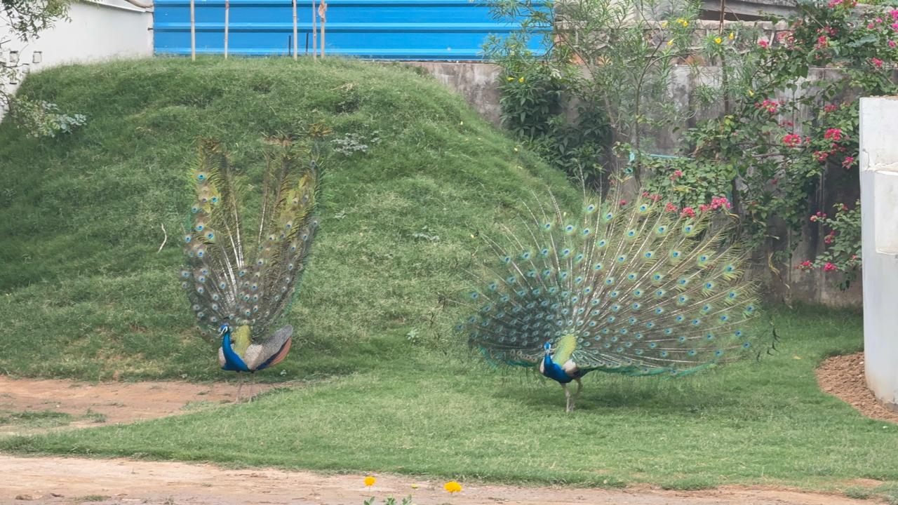 Halloween at Serengeti Petting Zoo (1-Nov) | Sector 67 Gurgaon