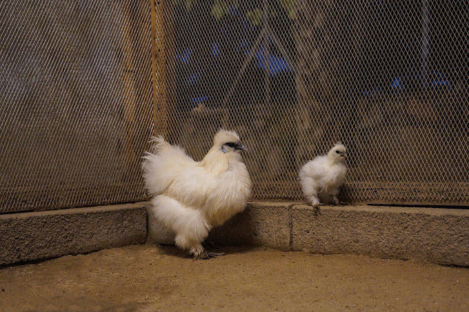 Zootopia - The Funyard Animal Petting Farm | Sector 58 Gurgaon