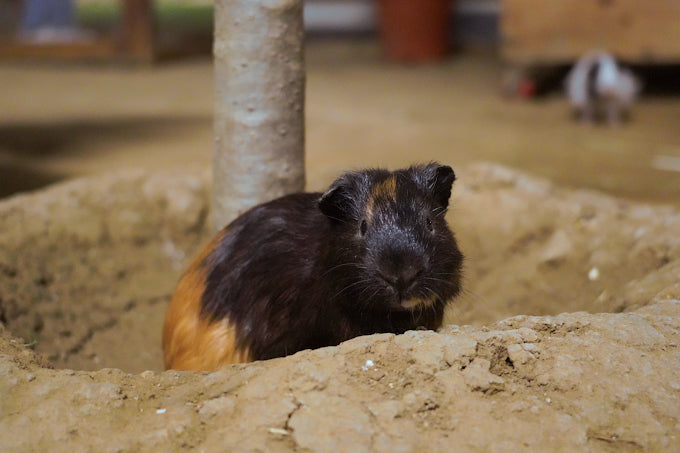 Zootopia - The Funyard Animal Petting Farm | Sector 58 Gurgaon