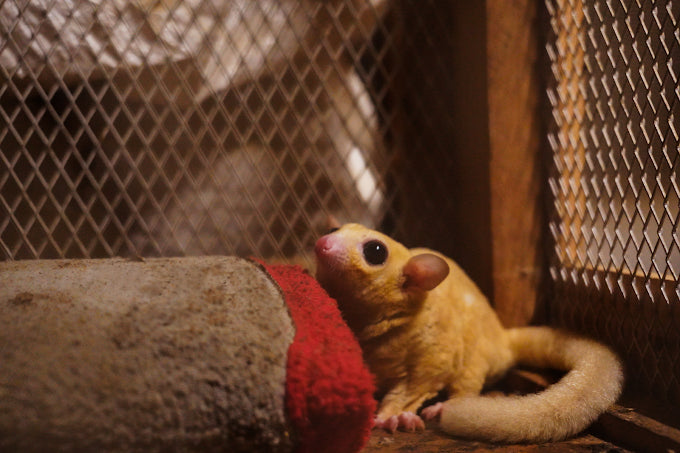 Zootopia - The Funyard Animal Petting Farm | Sector 58 Gurgaon