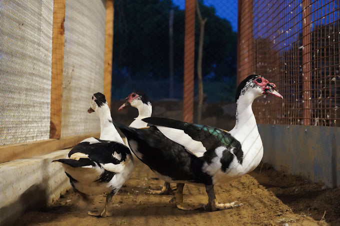 Zootopia - The Funyard Animal Petting Farm | Sector 58 Gurgaon