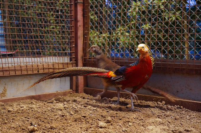 Zootopia - The Funyard Animal Petting Farm | Sector 58 Gurgaon