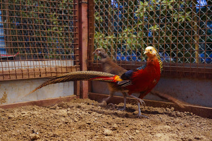 Zootopia - The Funyard Animal Petting Farm | Sector 58 Gurgaon