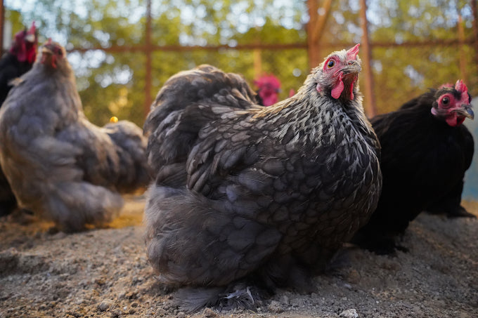 Zootopia - The Funyard Animal Petting Farm | Sector 58 Gurgaon