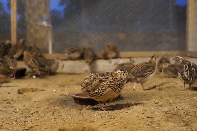 Zootopia - The Funyard Animal Petting Farm | Sector 58 Gurgaon