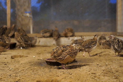 Zootopia - The Funyard Animal Petting Farm | Sector 58 Gurgaon