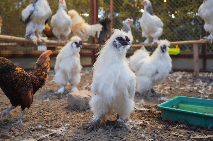 Zootopia - The Funyard Animal Petting Farm | Sector 58 Gurgaon