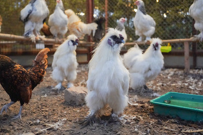 Zootopia - The Funyard Animal Petting Farm | Sector 58 Gurgaon